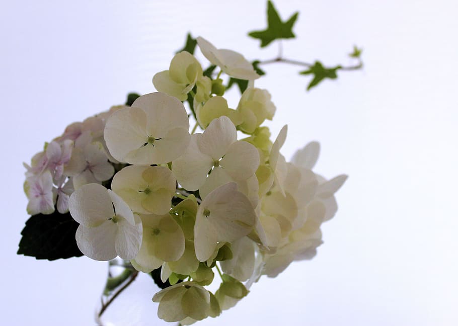 nature, flower, plant, hydrangea, flowers, floral, summer, close HD wallpaper