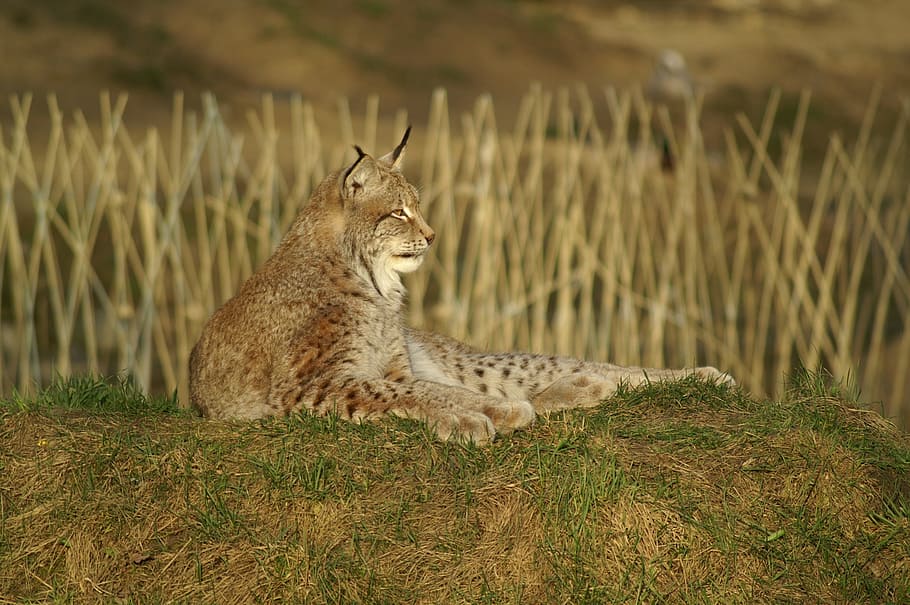 selective focus wildlife photography of bobcat, lynx, wildcat HD wallpaper