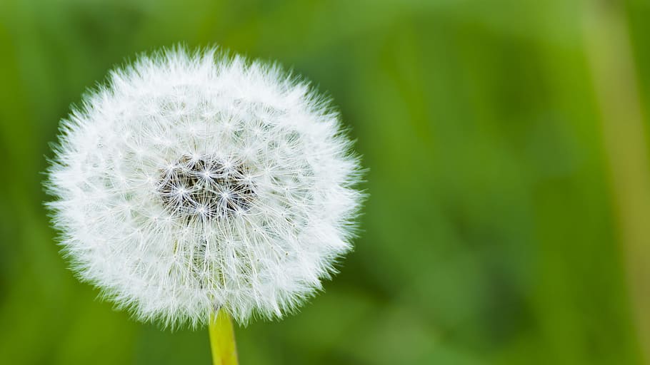 dandelion, dust, natural, plant, flower, flowering plant, freshness HD wallpaper
