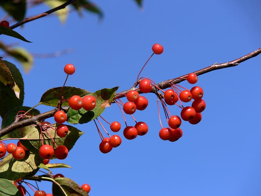 berries, red, blue, azure, sky, branch, festive, food, healthy eating HD wallpaper