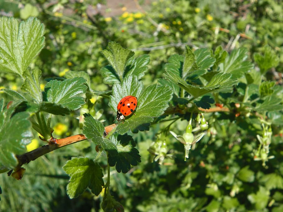 ladybug, leaf, garden, insect, small, orange, nature, summer HD wallpaper