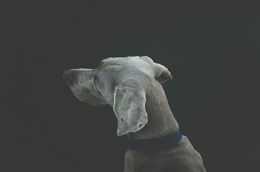 tan short-coated medium-sized dog, animal, pets, mammal, black Background HD wallpaper
