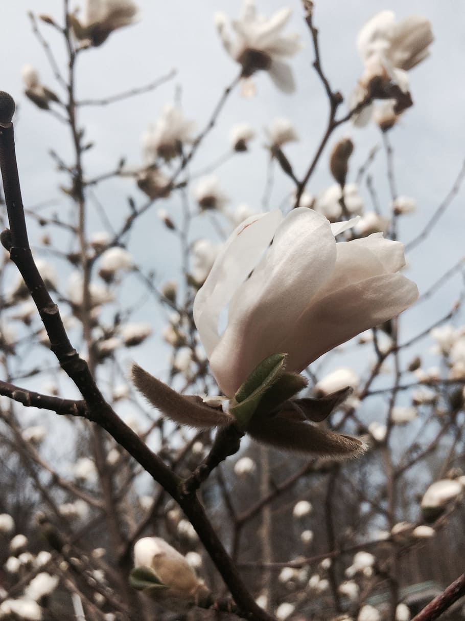 Magnolia, White, Spring, Flower, Bud, twig, himmel, sweden HD wallpaper