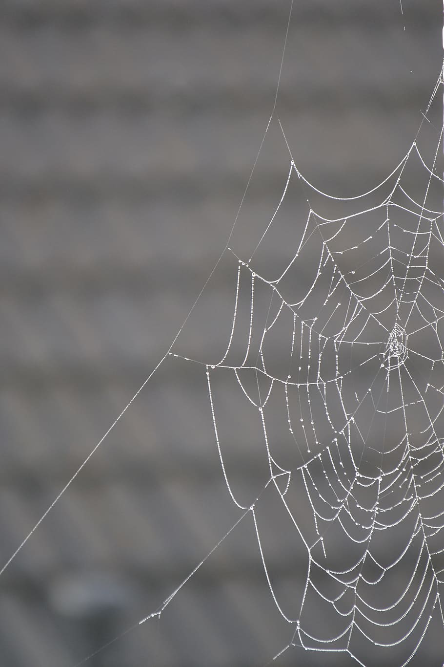 cobweb, dew, morgentau, dewdrop, drip, spider, spider webs HD wallpaper
