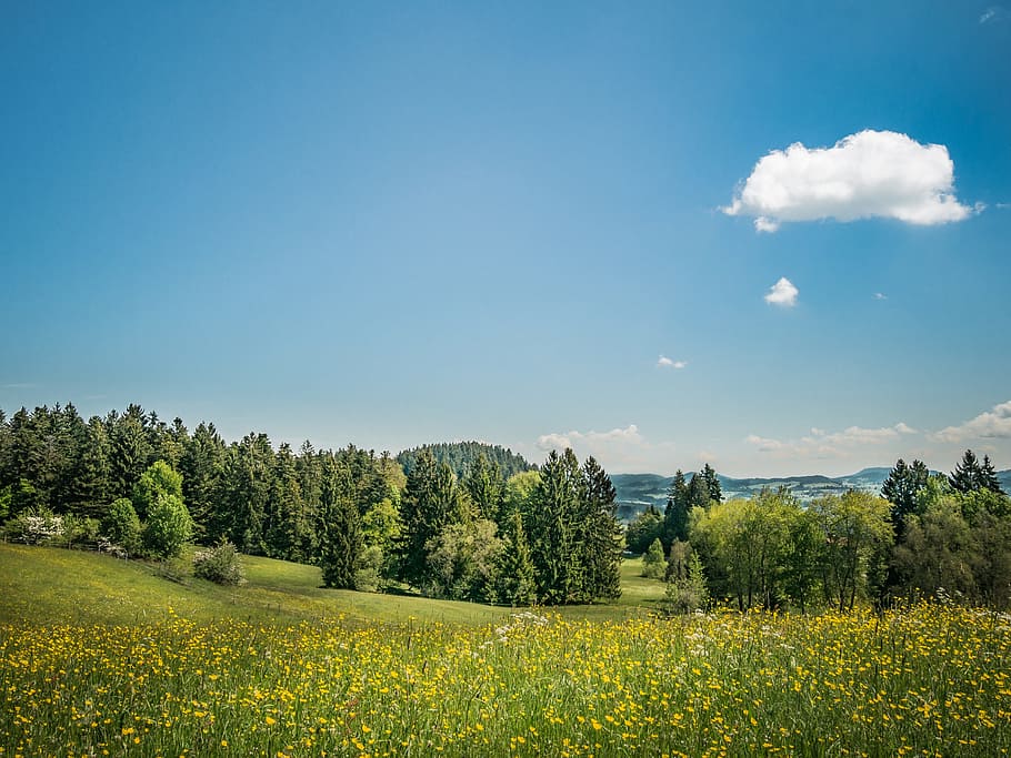 yellow petaled flower field near trees, Meadow, Nature, Landscape HD wallpaper