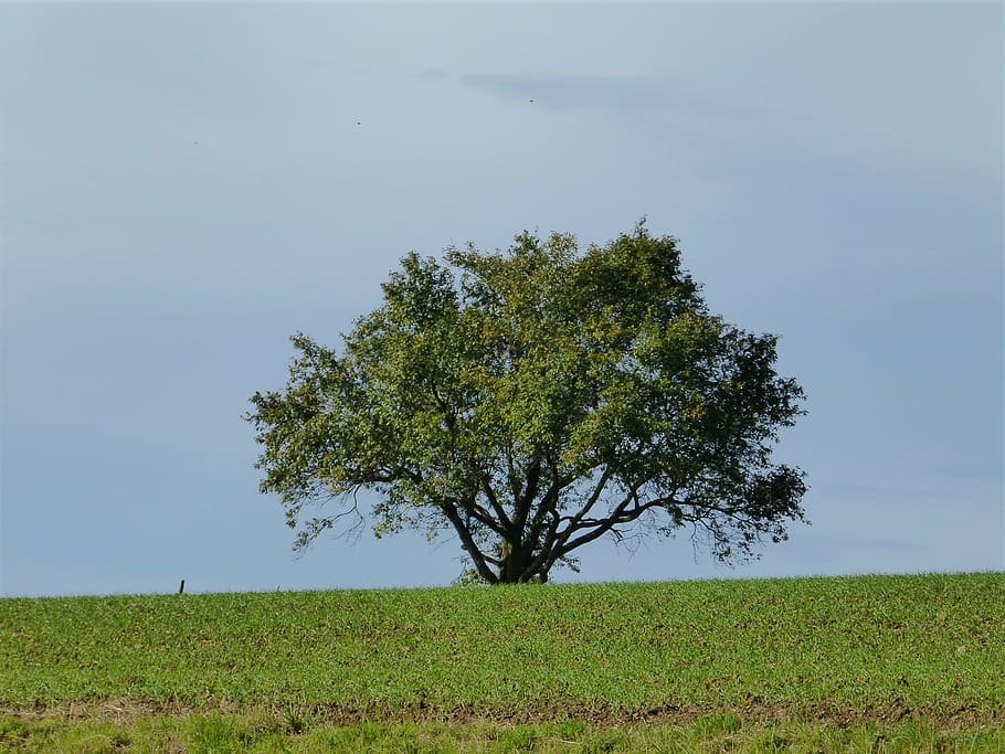 tree, landscape, lonely, nature, leaves, sky, rest, plant, field HD wallpaper