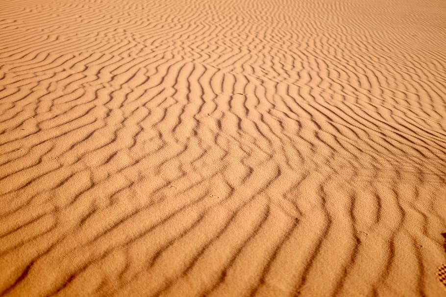 focus photo of desert, desert sand, beach, ground, desolate, dune