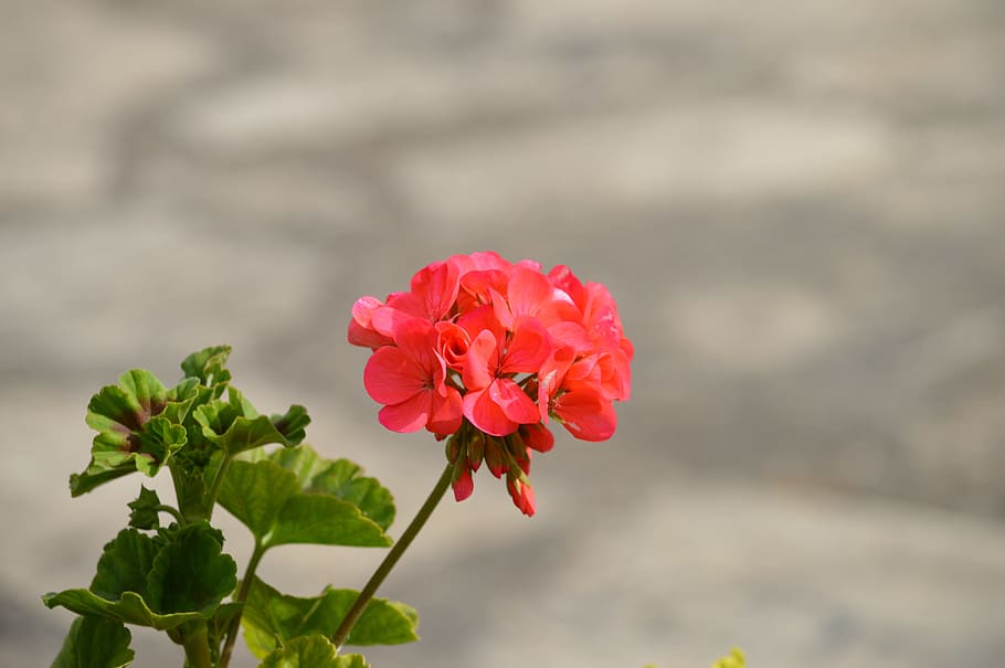 flower, field, flowers, flowering plant, beauty in nature, freshness HD wallpaper