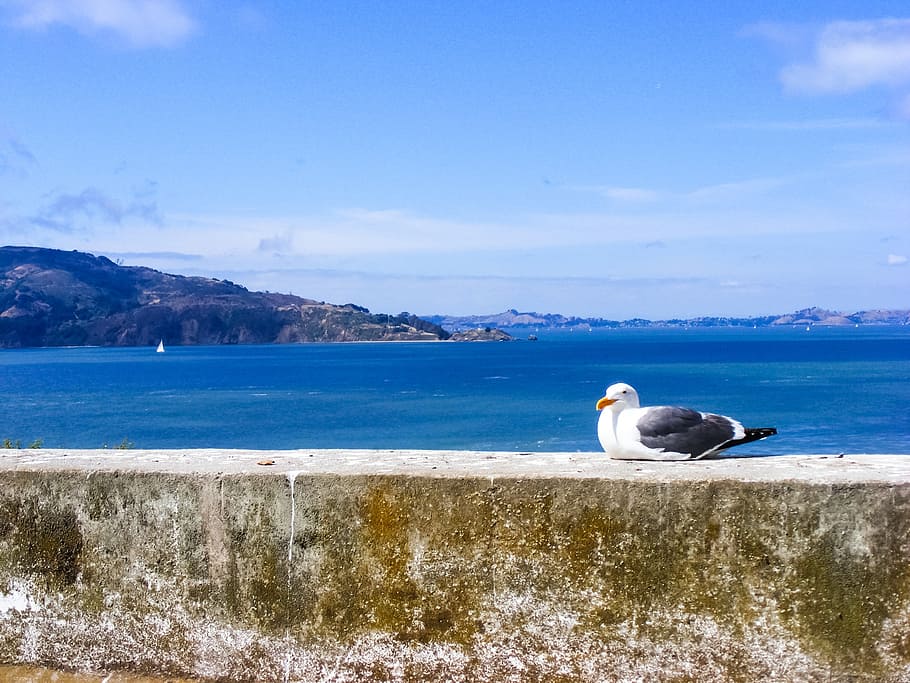 seagull, bird, feather, water, ocean, seagulls, pacific, nature HD wallpaper