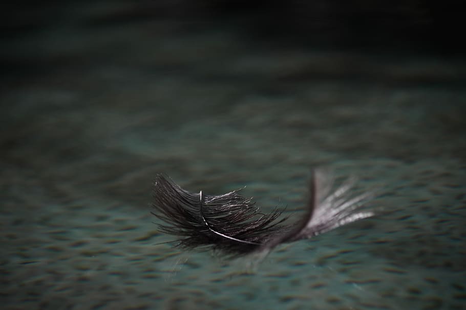 pen, water, float, feathers, floating pen, no people, close-up HD wallpaper