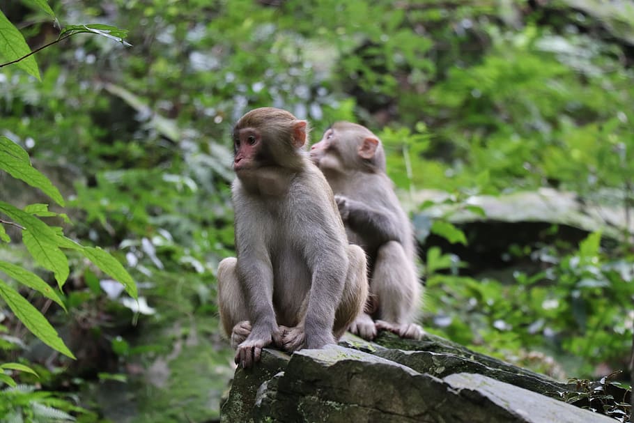monkey, forest, mother, father, kids, sit down, animal wildlife HD wallpaper