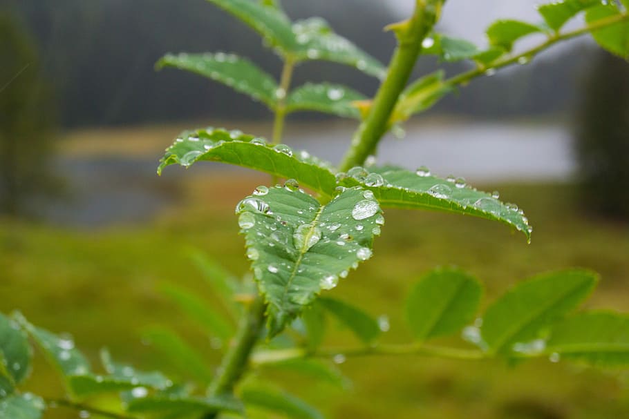 Drip, Raindrop, Wet, Water, drops of rain, leaves, nature, plant HD wallpaper