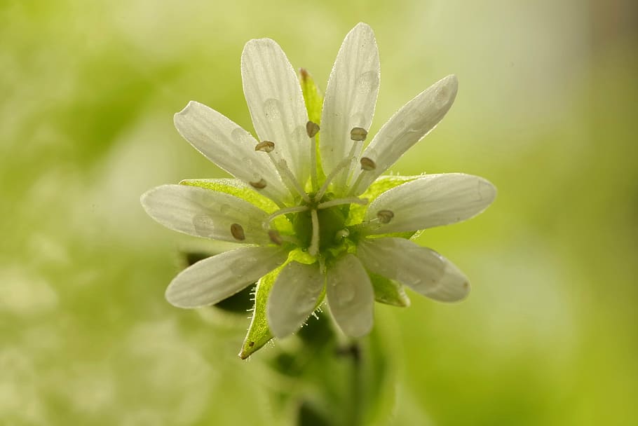 flower, white, clear, tiny, green, plant, stamens, macro, fern HD wallpaper