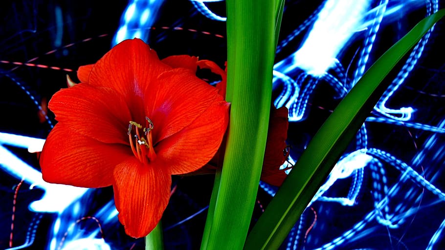 Flower, red, amarillis, close-up, night, growth, no people HD wallpaper