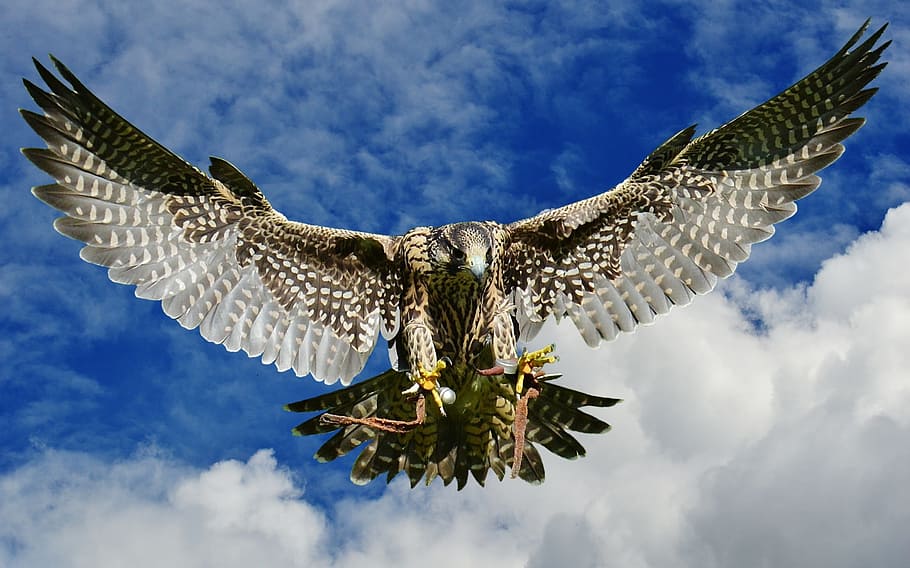 eagle flying on sky, falcon, approach, prey, access, raptor HD wallpaper