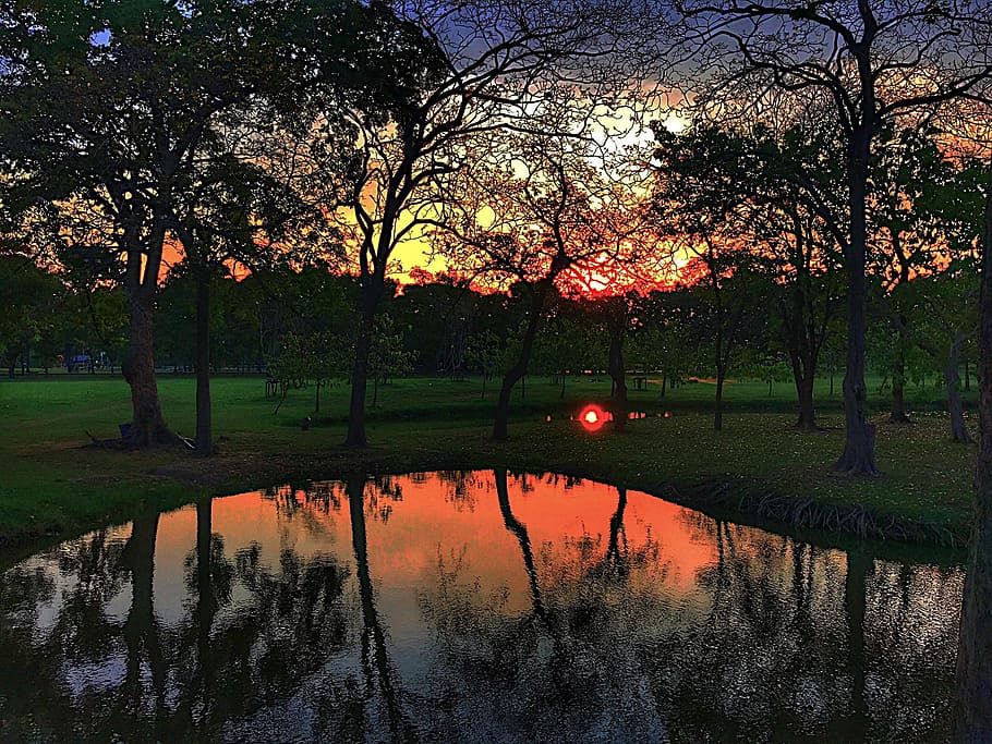 sunset, park my train, marsh, tree, nature, plant, reflection HD wallpaper