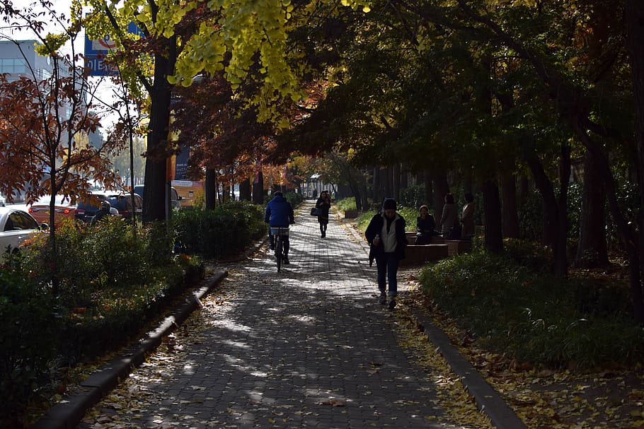 tree, plant, path, street, people, men, women, walking, park HD wallpaper