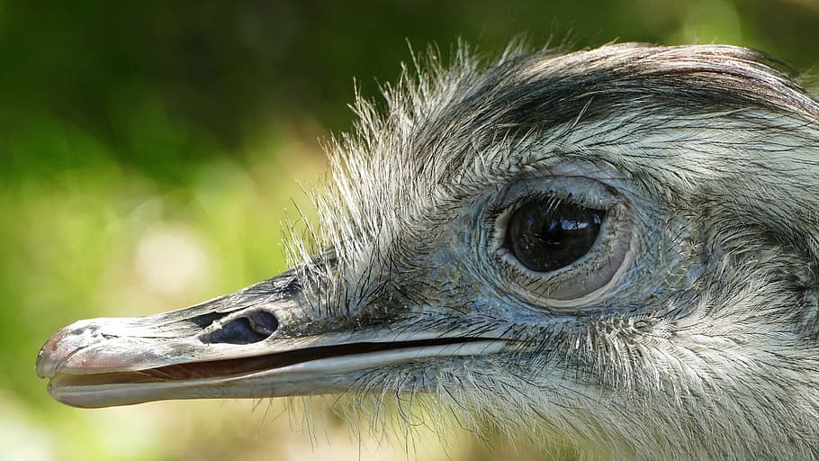 rhea bird, zoo, flightless bird, one animal, animal themes HD wallpaper