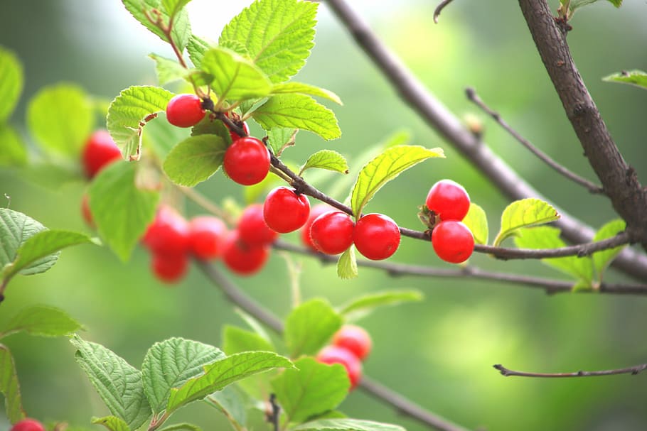 red cherries in shallow focus photography, leaf, nature, fruit HD wallpaper