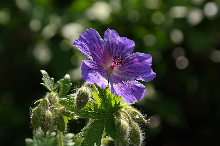 cranesbill, blossom, bloom, plant, flower, violet, purple, geranium platypetalum HD wallpaper