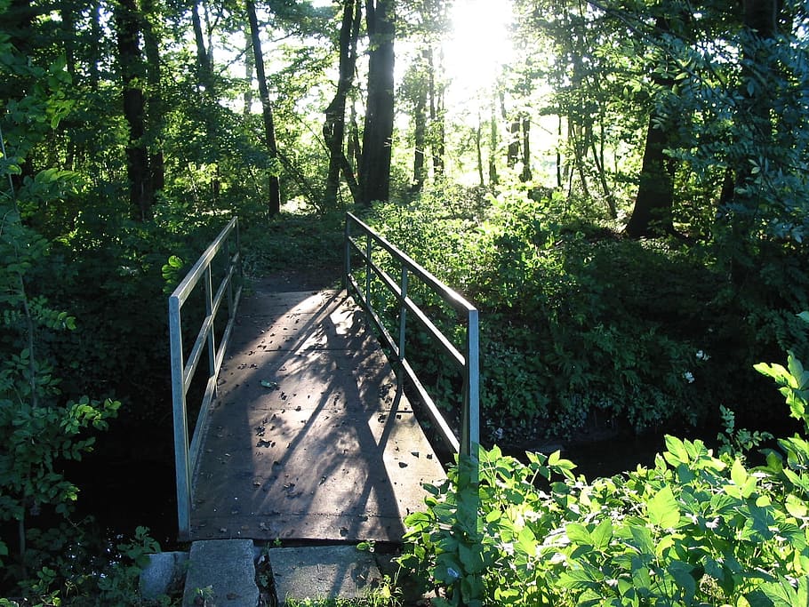bridge, web, water, bach, river, plant, tree, forest, nature HD wallpaper