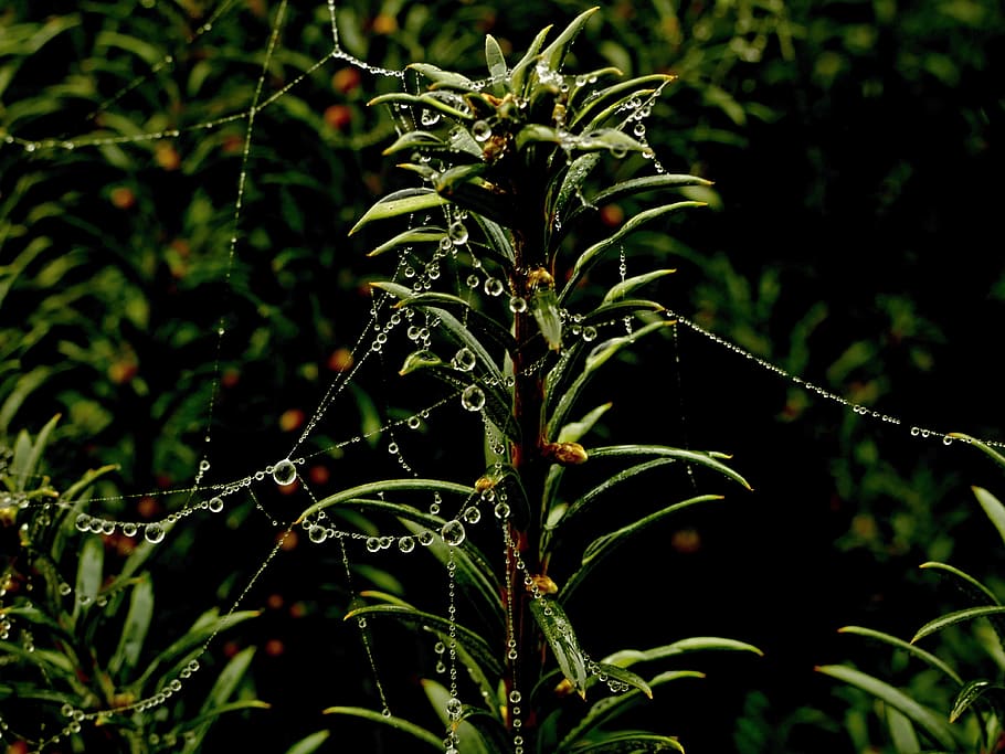 thousand, plain, tree, spider web, droplets, autumn, plant HD wallpaper