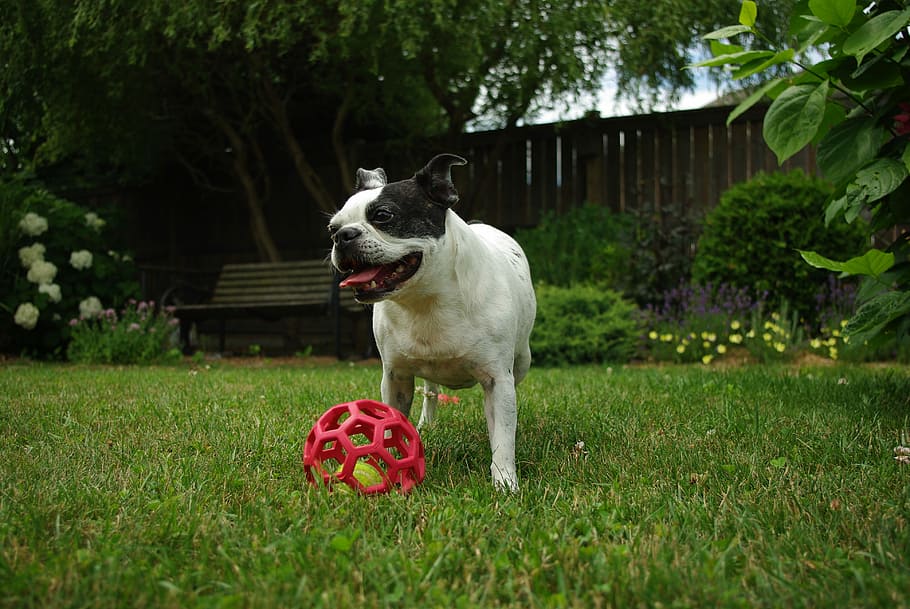 white and black French bulldog playing with red ball on grass field