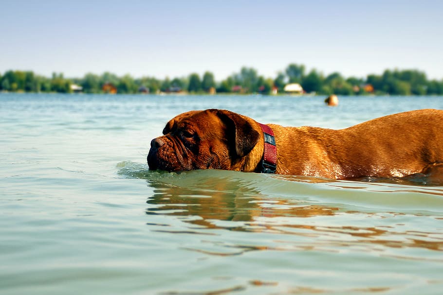 bordeaux, dog, dogue, water, muddy, lake, bathing, puppy, nature