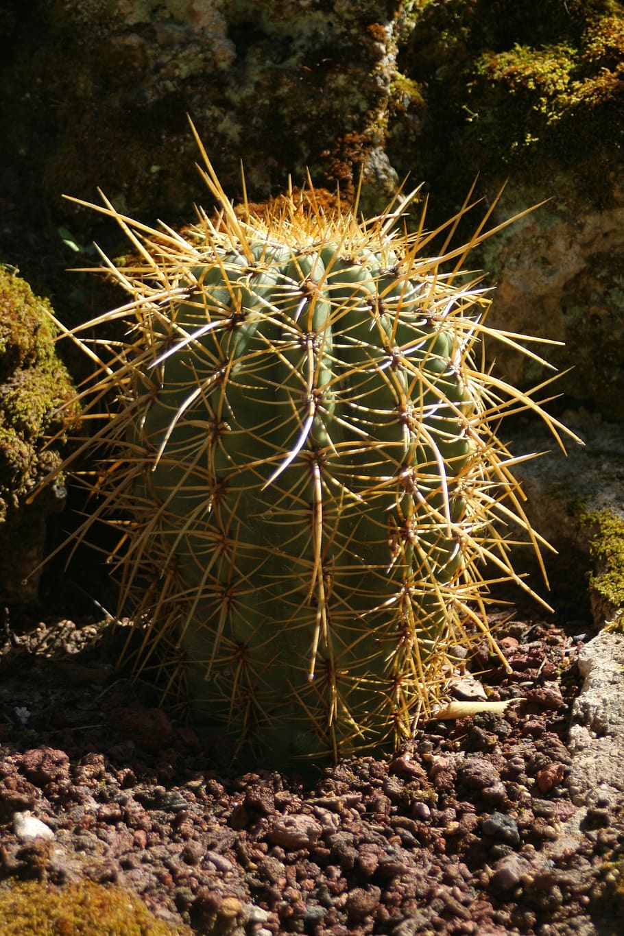 cactus, plants, tropics, succulent plant, growth, nature, beauty in nature HD wallpaper