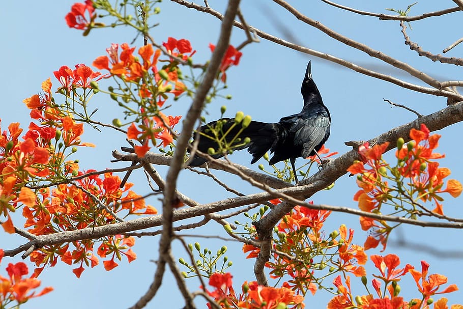 crow, ave, black, flowers, tree, bird, branch, vertebrate, animal themes HD wallpaper