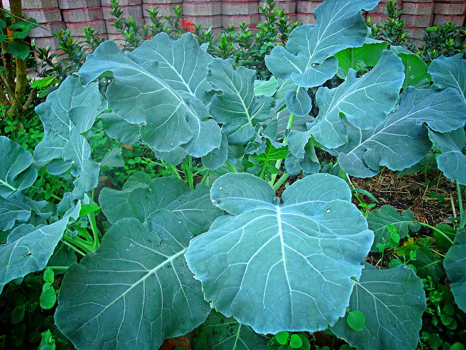kale, vegetable, green, growth, plant, leaf, plant part, green color HD wallpaper