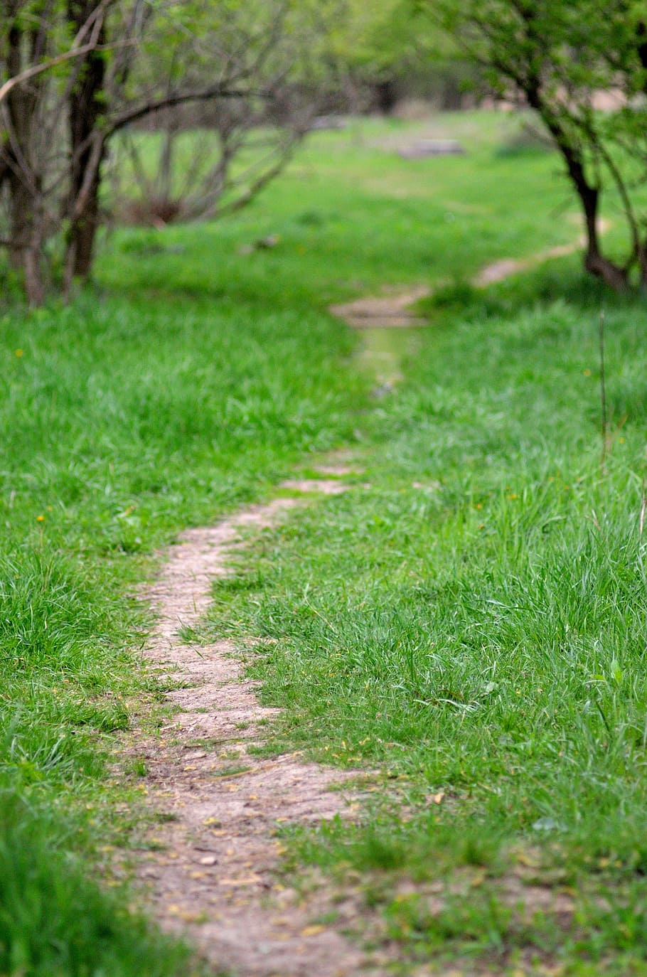 path, greens, trees, stroll, living nature, tree trunks, landscape HD wallpaper