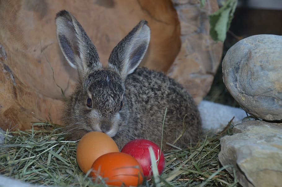 Hare, Easter Eggs, Spring, easter bunny, animal, long eared, HD wallpaper