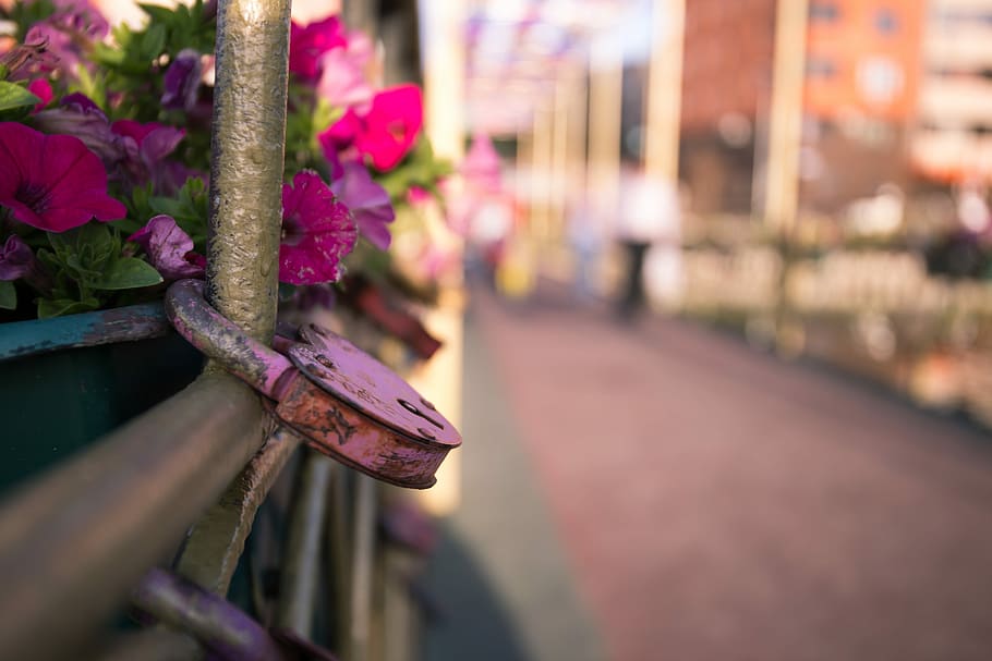 Bridge, Chekhov, Castle, selective focus, outdoors, flower HD wallpaper