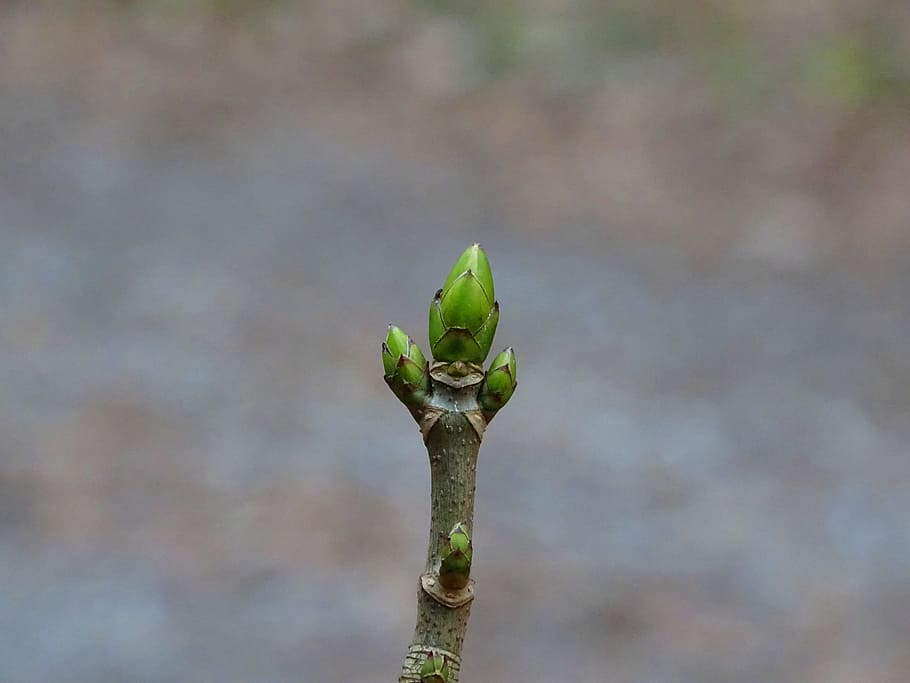 selective focus photography of green leafed plant, Engine, Branch HD wallpaper