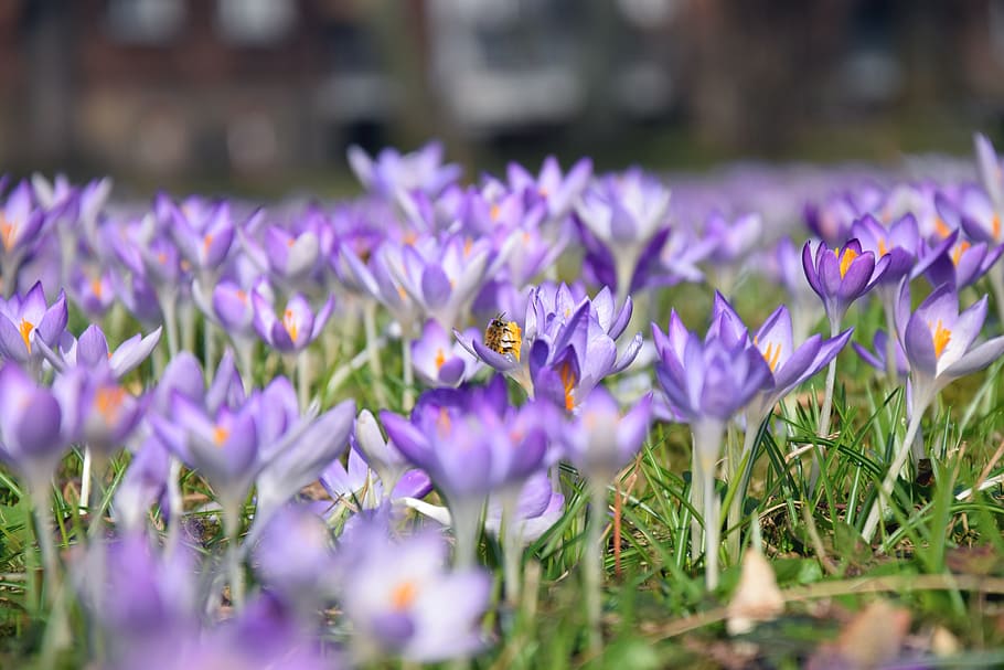 Crocus, Spring, Purple, Flower, Meadow, bee, blossom, bloom HD wallpaper