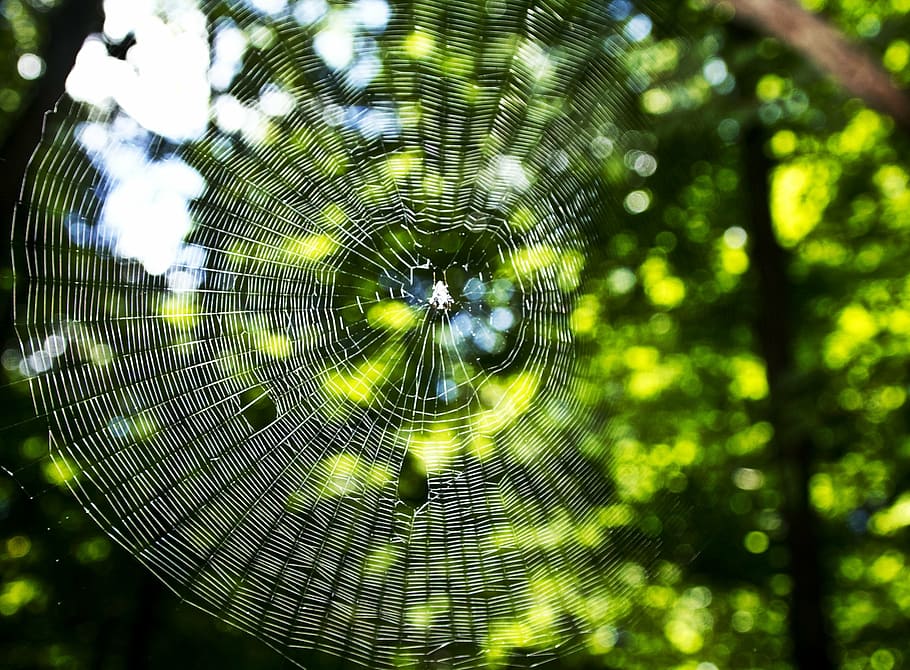 macro, network, symmetry, trees, morning, trap, pattern, arachnid HD wallpaper