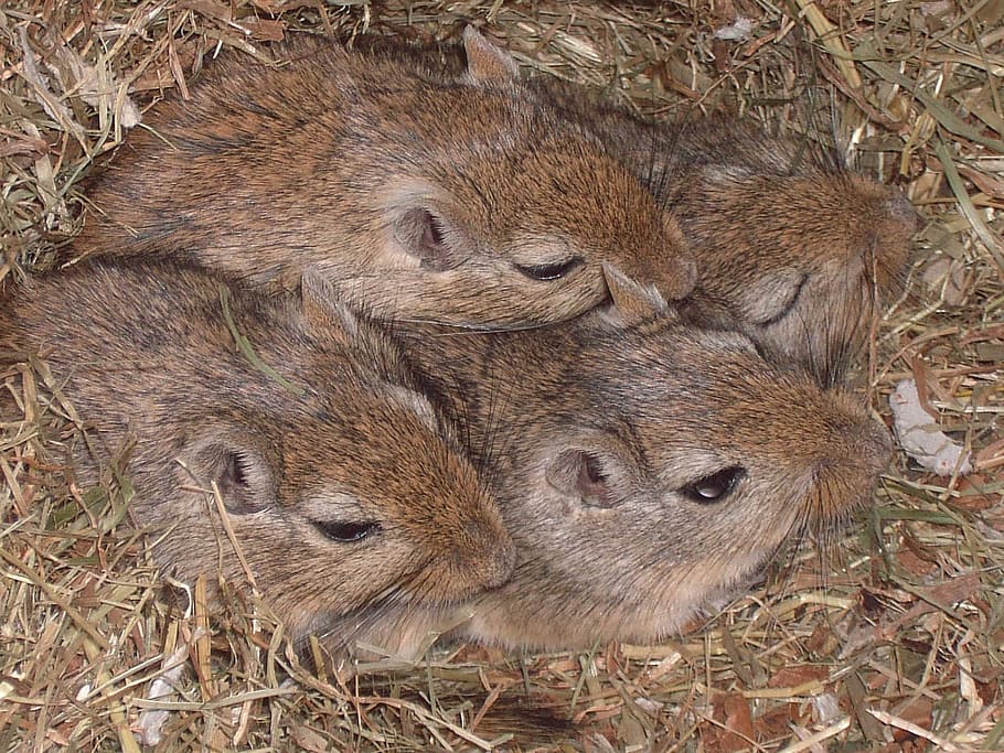 four brown rodents on the grounds, mongolian gerbils, mice HD wallpaper