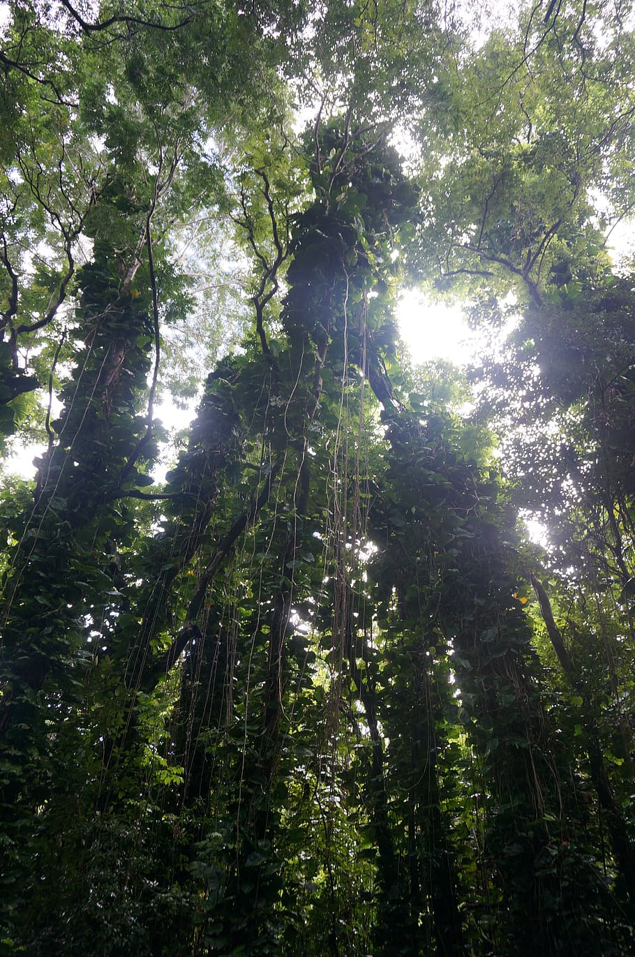 hawaii, tropical, rainforest, tree, plant, growth, land, low angle view HD wallpaper