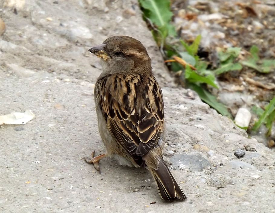 sparrow, birds, gray, animal themes, one animal, animal wildlife HD wallpaper