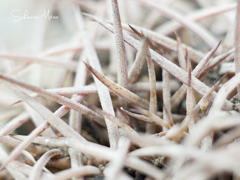 cactus, white, light, morning, detail, spines, plant, selective focus HD wallpaper