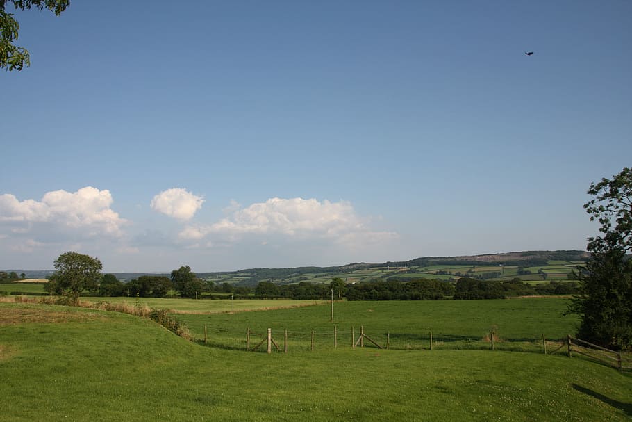 Wales, Graze, Sheep, reported, flower meadow, eat, green, nature HD wallpaper