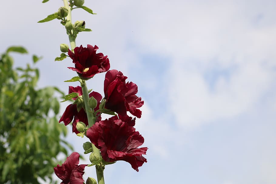 red, flower, flowering plant, beauty in nature, fragility, vulnerability HD wallpaper