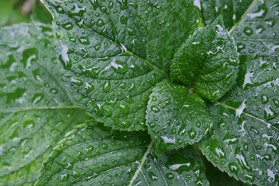 hydrangea, leaves, dew, water drops, green, leaf, nature, plant HD wallpaper
