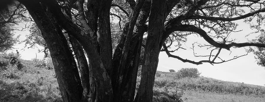 Black And White, White, Tree, Nature, tree trunk, growth, no people HD wallpaper
