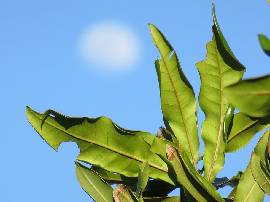 Fuzzy, Moon, Branch, green color, blue, leaf, low angle view HD wallpaper