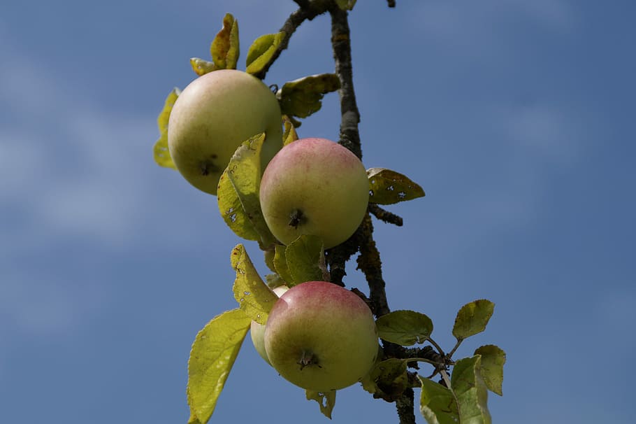 Apple Tree, Aesthetic, Branches, fruit, frisch, healthy, vitamins HD wallpaper
