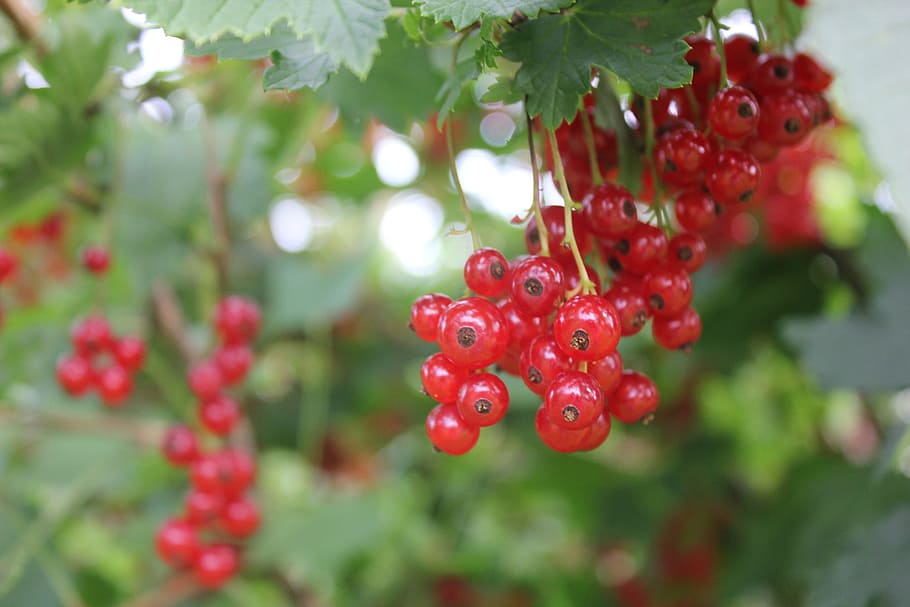 Rips, Berry, Shrub, red, in the spring of, bærbusk, well, perfect for all HD wallpaper