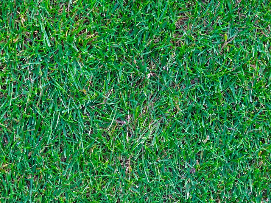 rush, grass, green, artificial turf, graze, grass court, green color HD wallpaper