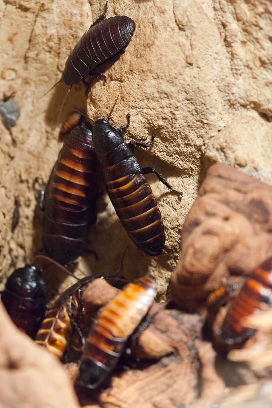 cockroaches, animal, beetle, bug, creepy, disgusting, infestation, HD wallpaper